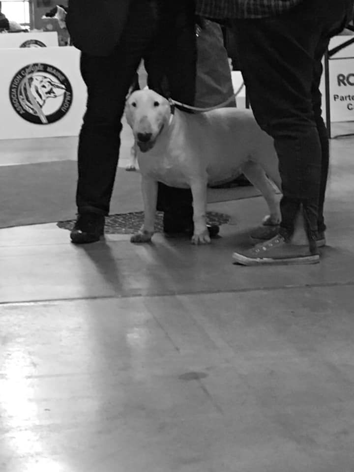 Oiana of Bull'y Trust