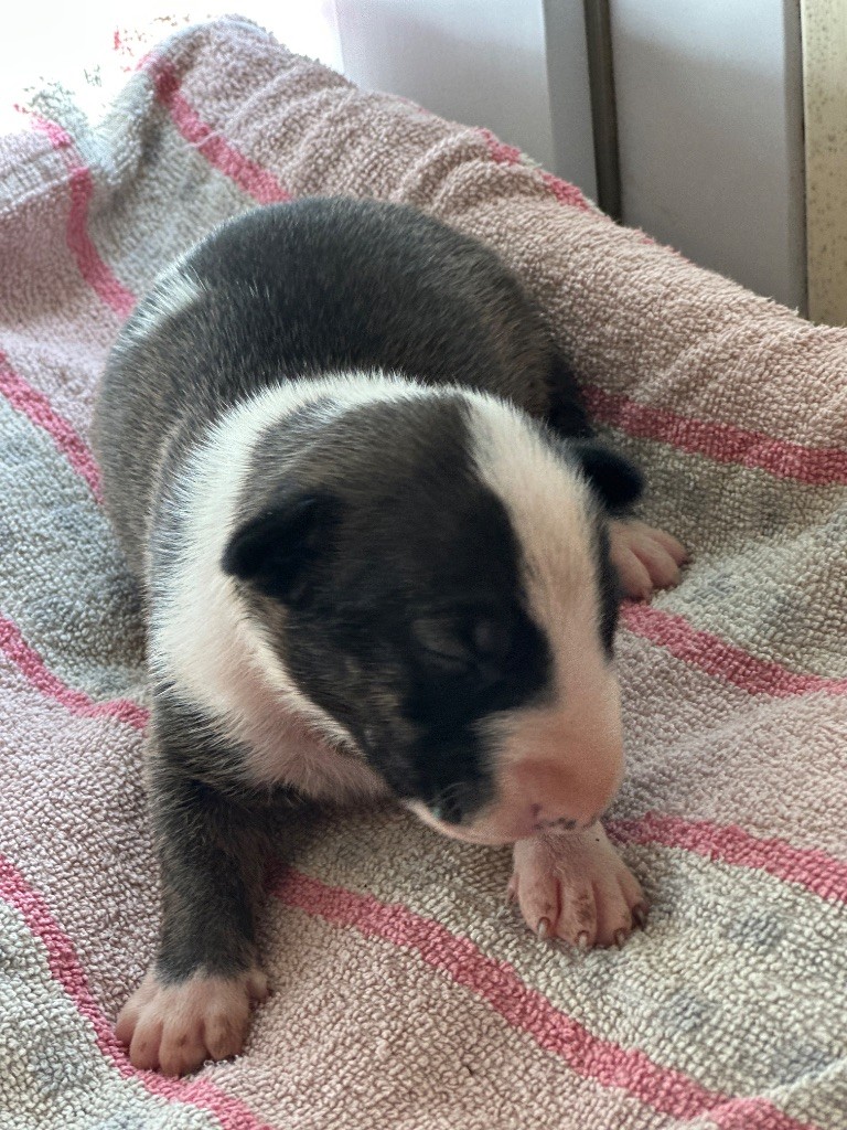 des Gray Mice des Graviers - Chiots disponibles - Bull Terrier