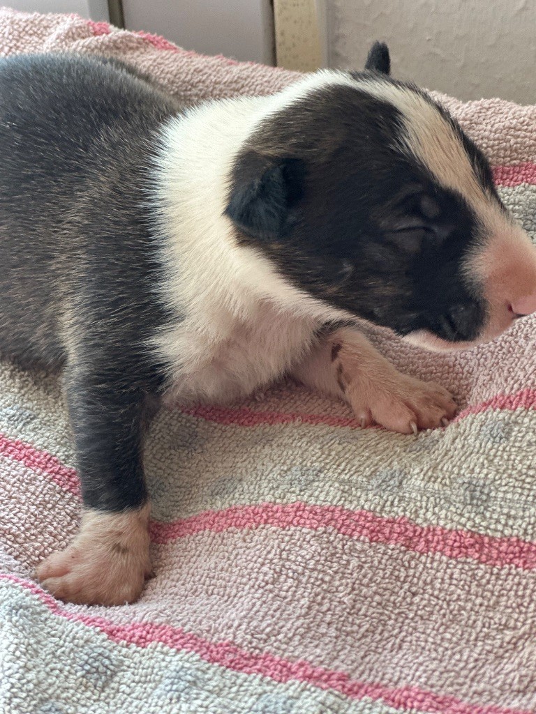 des Gray Mice des Graviers - Chiots disponibles - Bull Terrier
